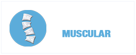 Chiro Muscular logo